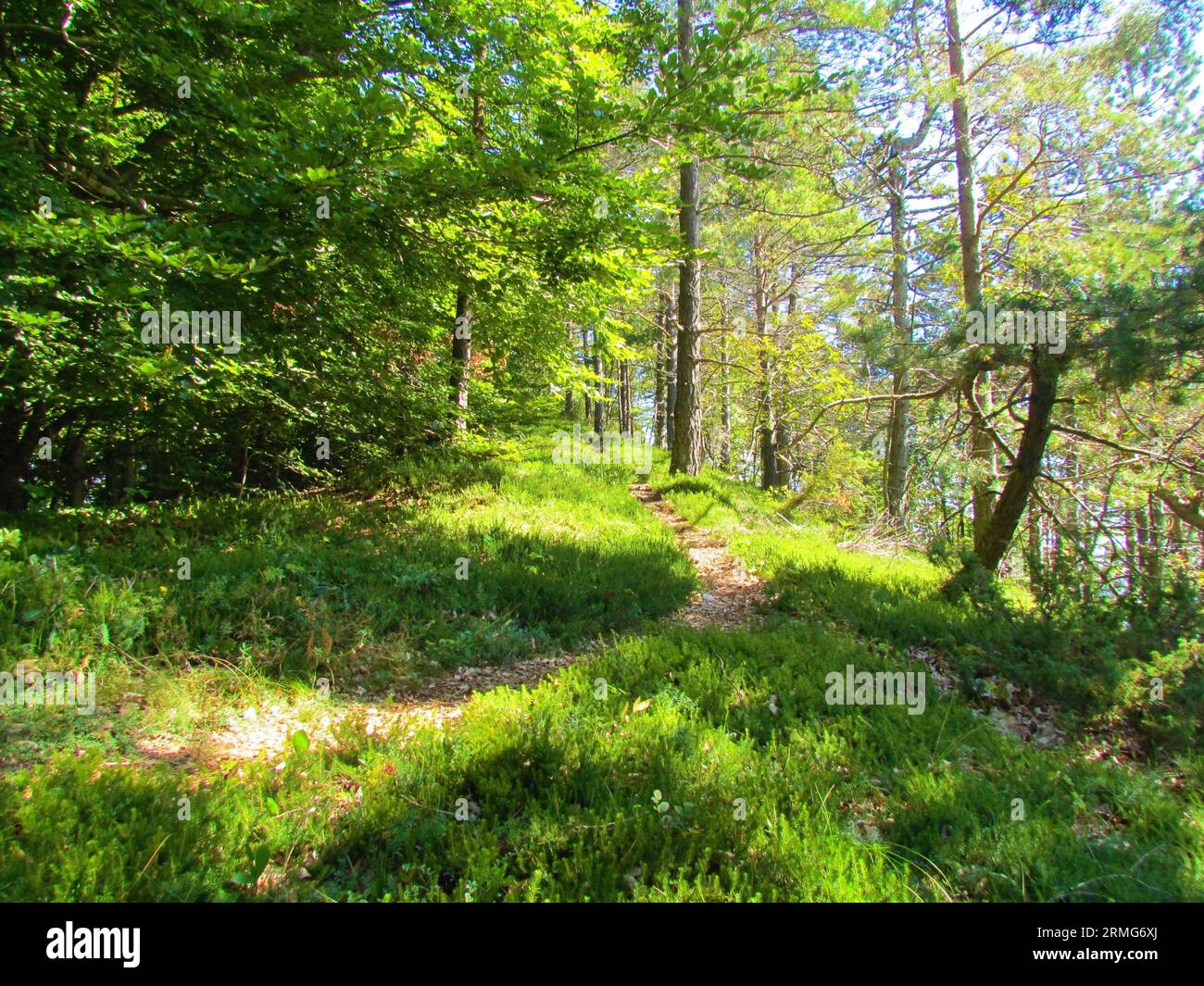 Scots pine forest in the Polhov Gradec Dolomites in Slovenia with sunlight shining on the winter heath, winter flowering heather, spring heath, alpine Stock Photo