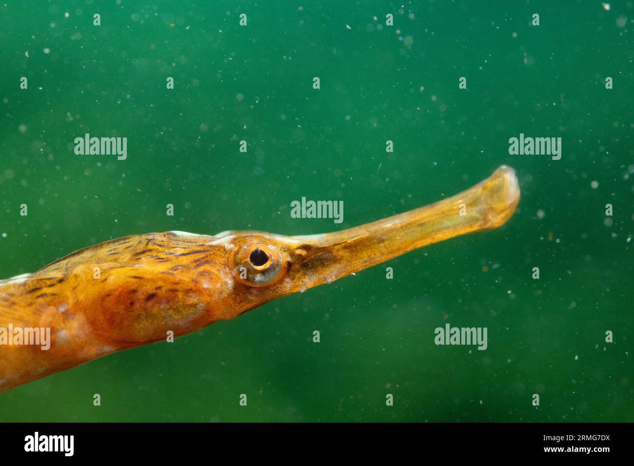 head shots of pipefish Stock Photo