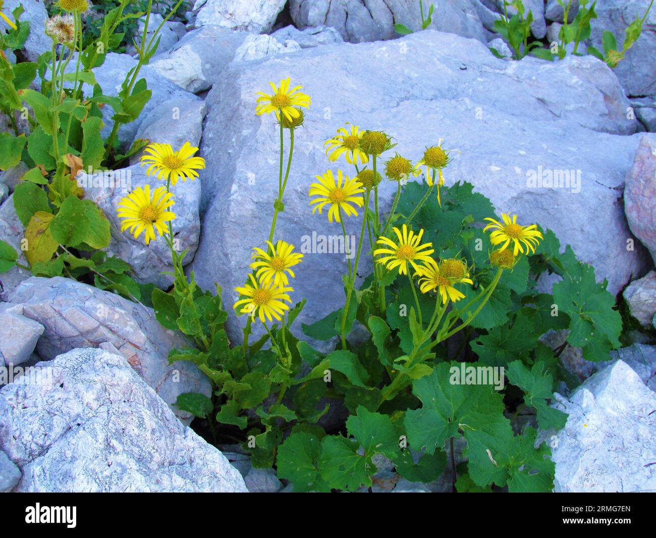 Yellow blooming doronicum grandiflorum flowers growing out of a crevice in the rocks in Triglav nationa park and Julian alps, Slovenia Stock Photo