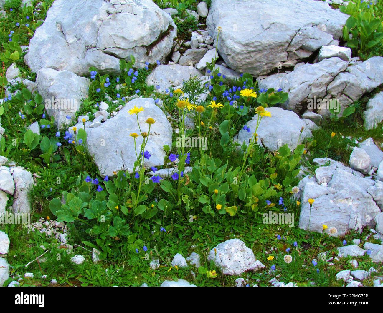 Alpine rock garden with earleaf bellflower or fairy's-thimble (Campanula cochleariifolia) and yellow blooming Doronicum grandiflorum flowers amidst th Stock Photo