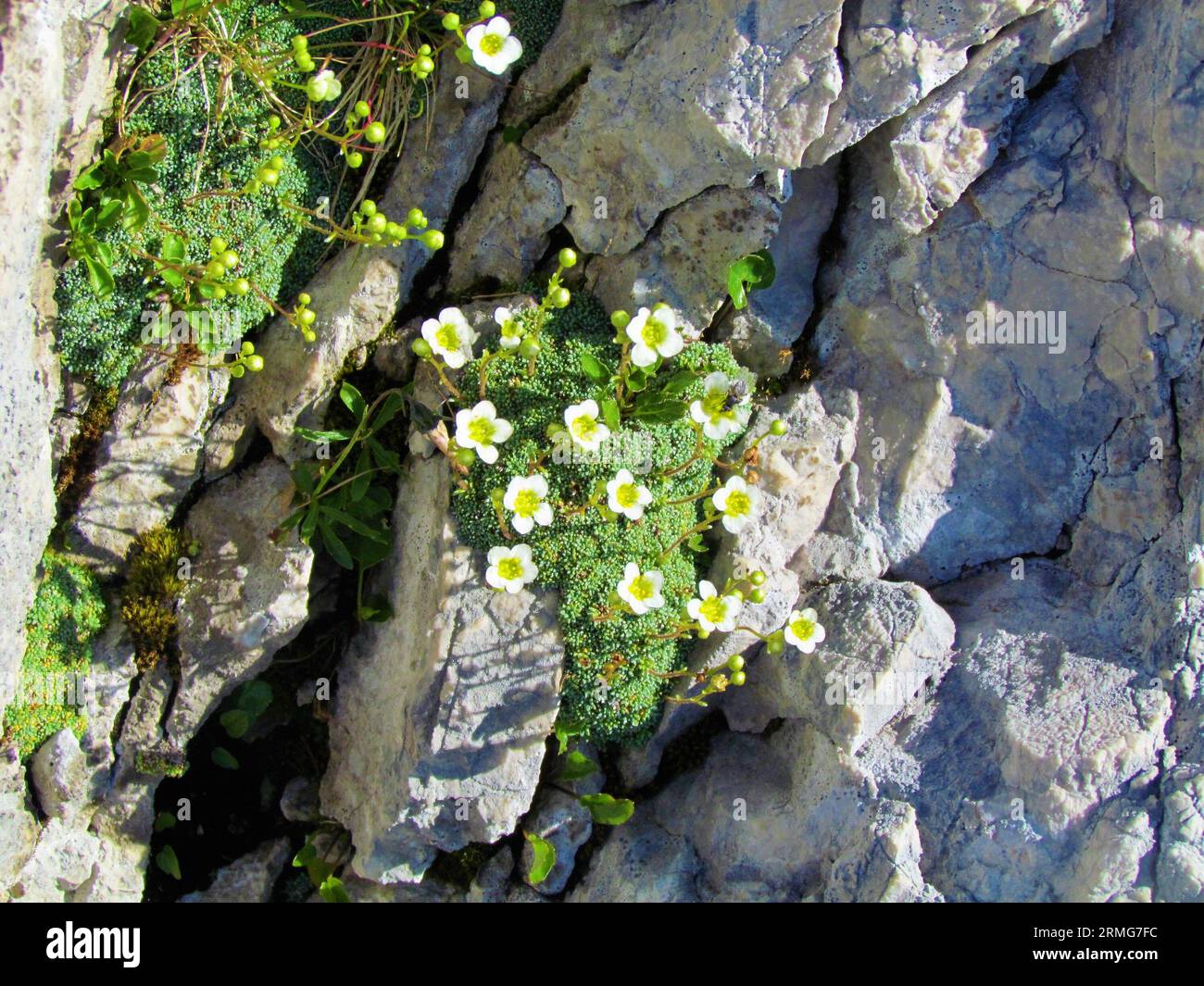 Close up of white blooming rock jasmine (Androsace helvetica) flowers growing out of a cushion in the rocks Stock Photo
