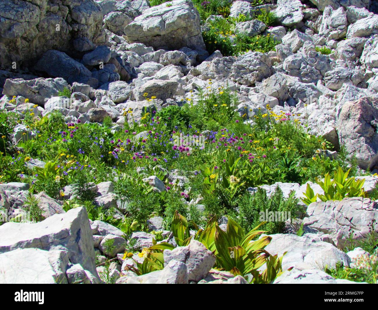 Alpine rock garden of blue earleaf bellflower or fairy's-thimble (Campanula cochleariifolia), yellow leopard's bane (Doronicum grandiflorum) and pink Stock Photo