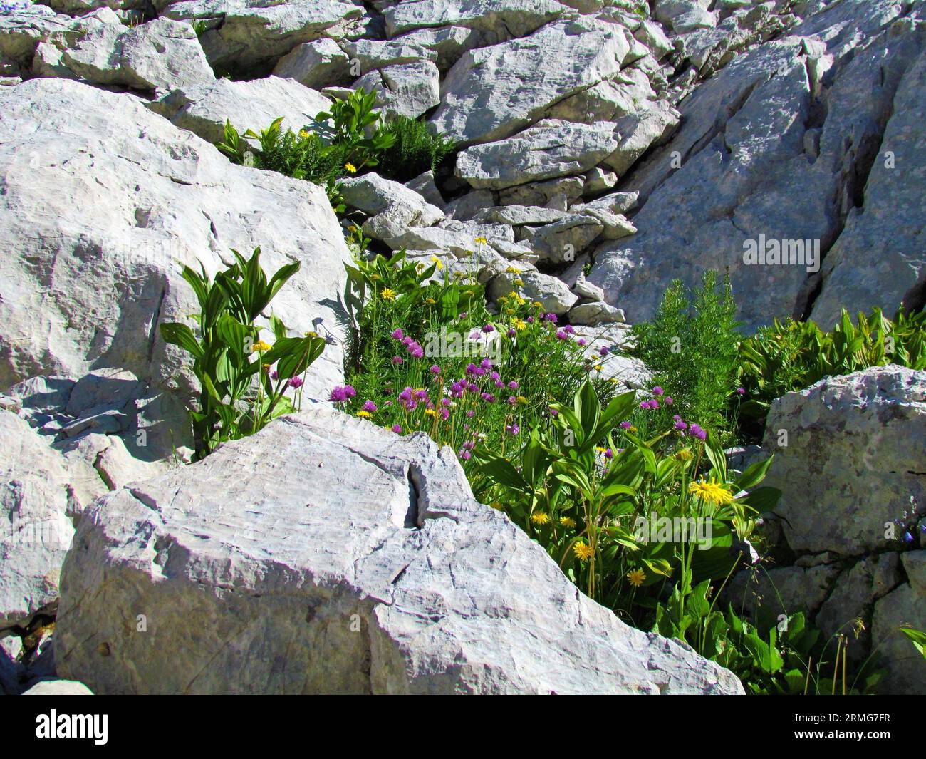 Alpine wild garden growing between the rocks in Triglav national park and Julian alps, Slovenia with yellow leopard's bane (Doronicum grandiflorum) an Stock Photo