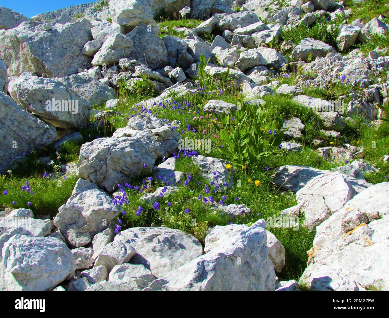 Bright sunlit alpine rock garden with blue blooming earleaf bellflower or fairy's-thimble (Campanula cochleariifolia) Stock Photo