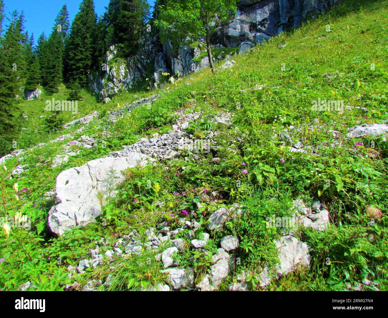 Meadow covering a steep slope above Planina Jezoro in Triglav national park and Julian alps, Slovenia with pink purple cyclamen (cyclamen purpurascens Stock Photo