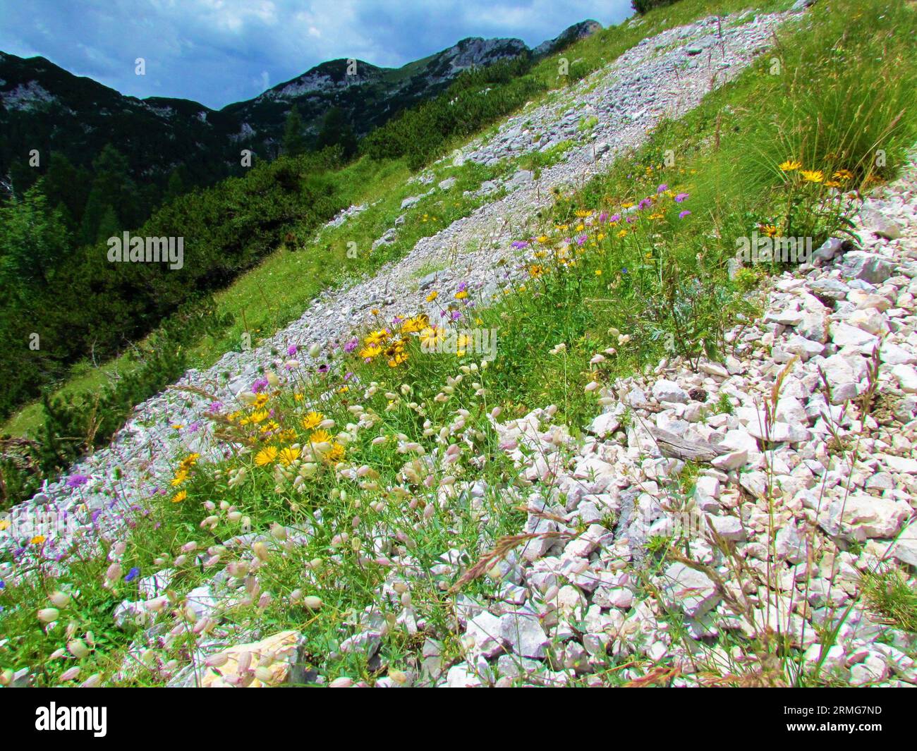 Meadow full of wildflowers incl. hawkbit (Leontodon pyrenaicus) and blue and pink Armeria alpina with an alpine landscape with creeping pine in the ba Stock Photo