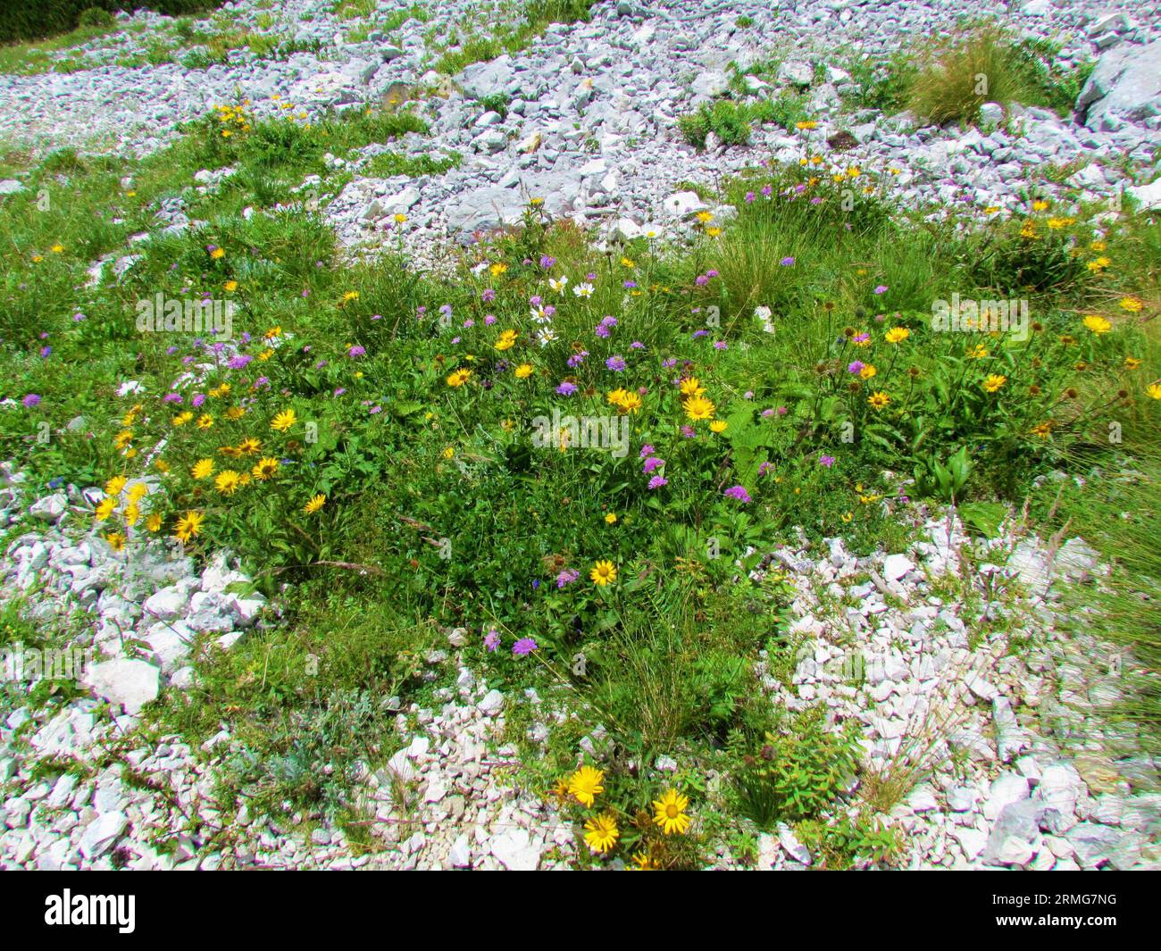 Alpine wild garden surrounded by rocks with yellow blooming hawkbit (Leontodon pyrenaicus) and blue and pink Armeria alpina in Triglav national park a Stock Photo