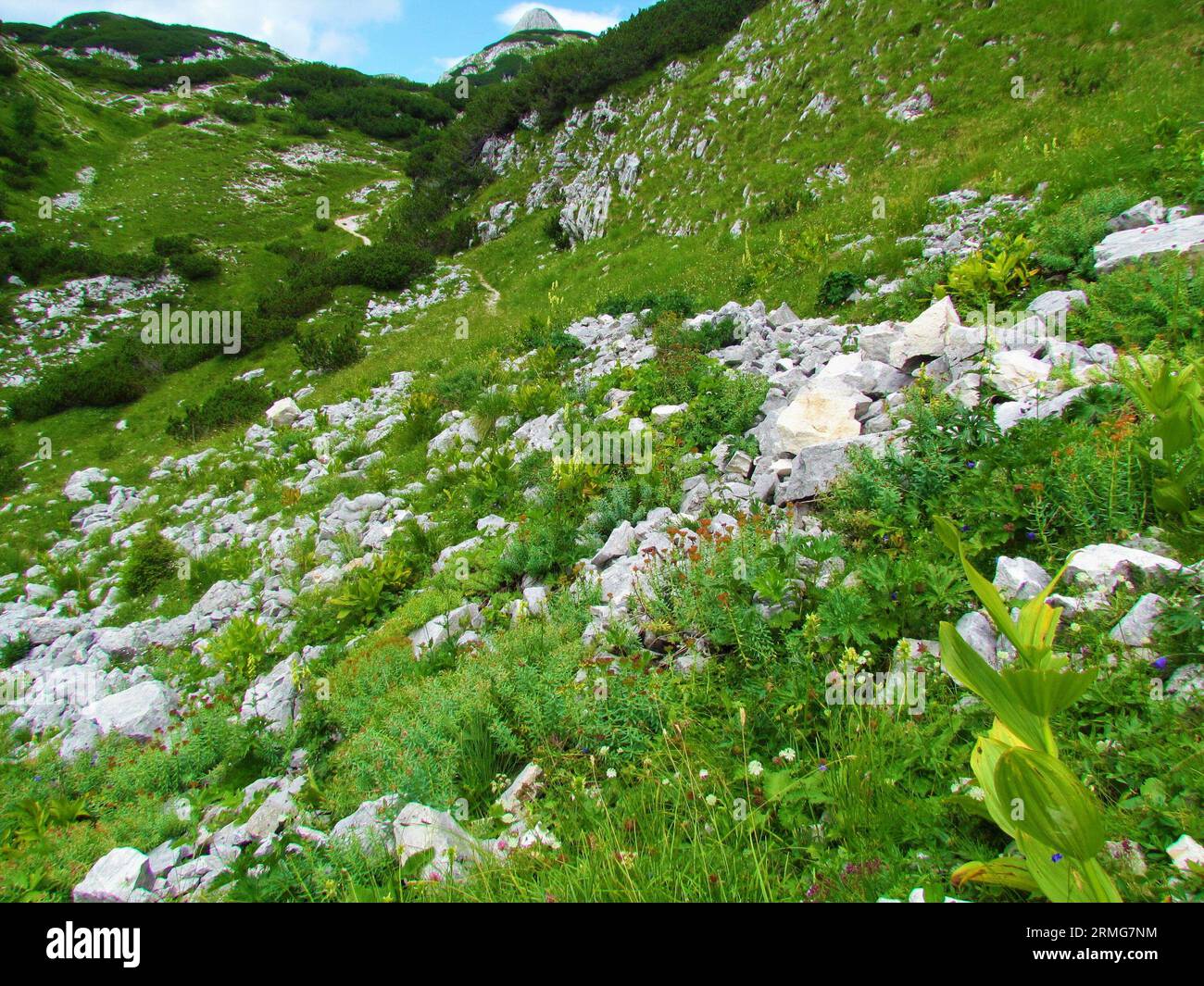 Alpine landscape with wildflowers incl golden root, rose root, aaron's rod, arctic root, king's crown, lignum rhodium, orpin rose (Rhodiola rosea) and Stock Photo