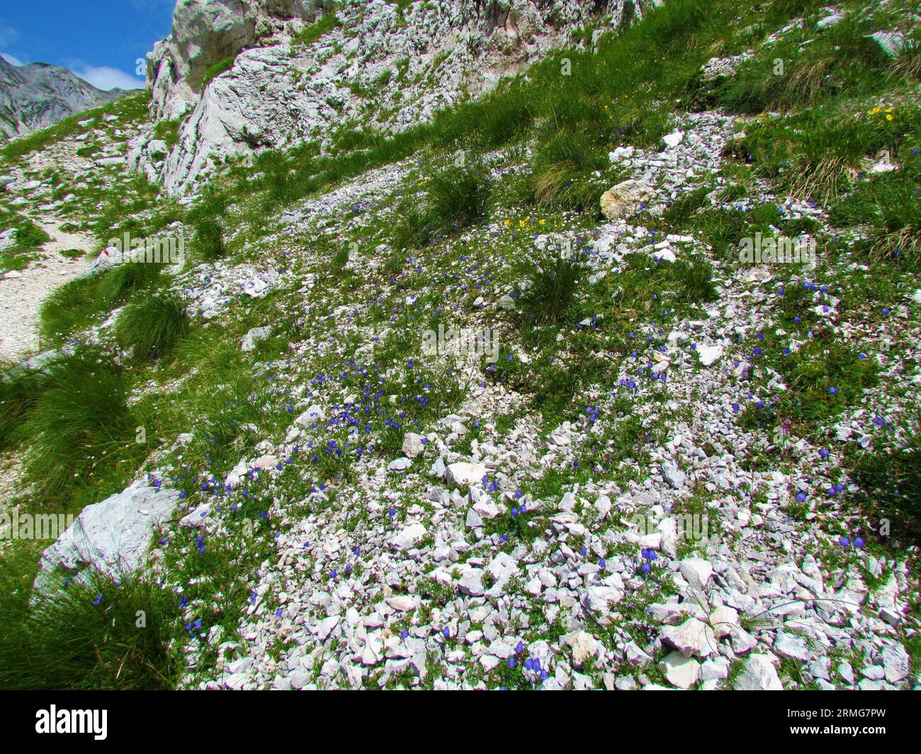 Alpine rock garden with blue blooming earleaf bellflower or fairy's-thimble (Campanula cochleariifolia) and yellow alpine rock rose (Helianthemum alpe Stock Photo