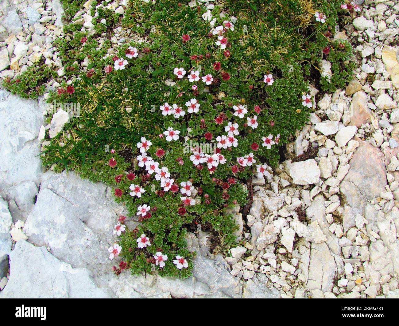 Pinkish white blossoms of Potentilla nitida coverig the rocky ground Stock Photo
