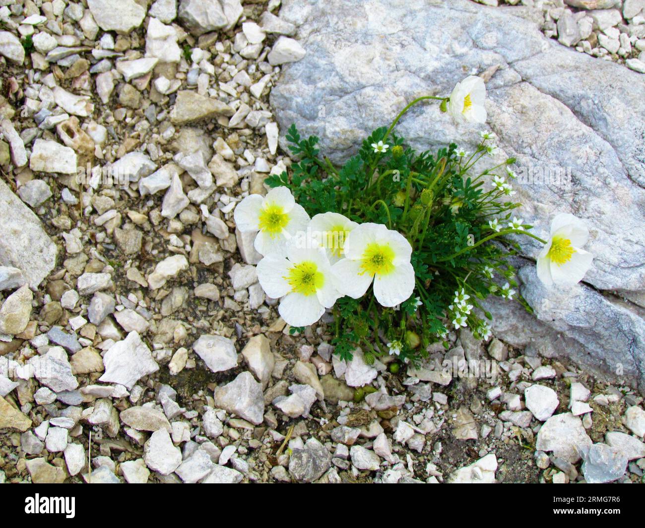 White alpine poppy or dwarf poppy (Papaver alpinum) with yellow centre growing on a rocky terrain in Triglav national park and Julian alps, Slovenia Stock Photo