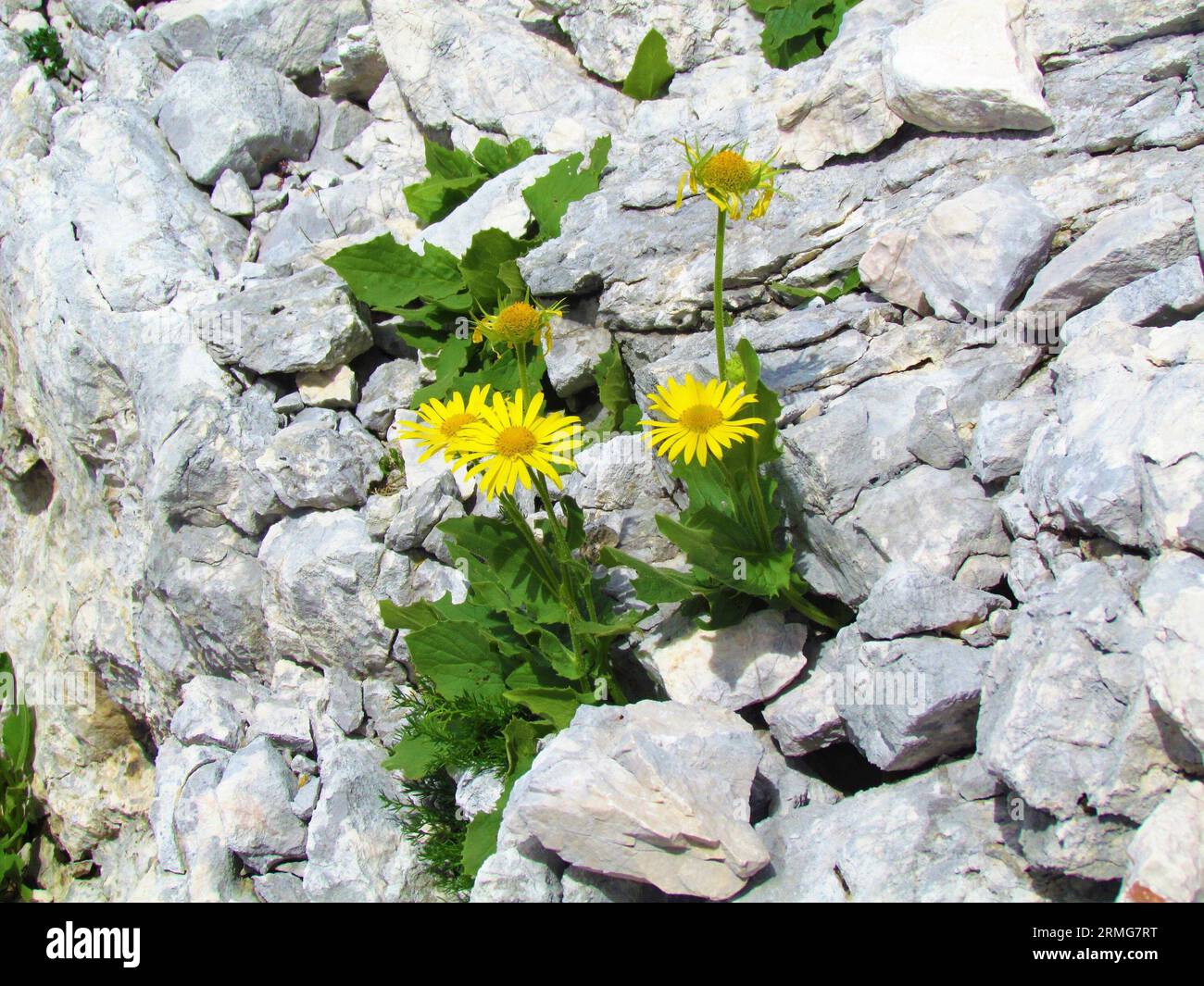 Yellow blooming Doronicum grandiflorum flowers growing on a rocky terrain in Triglav national park and Julian alps, Slovenia Stock Photo