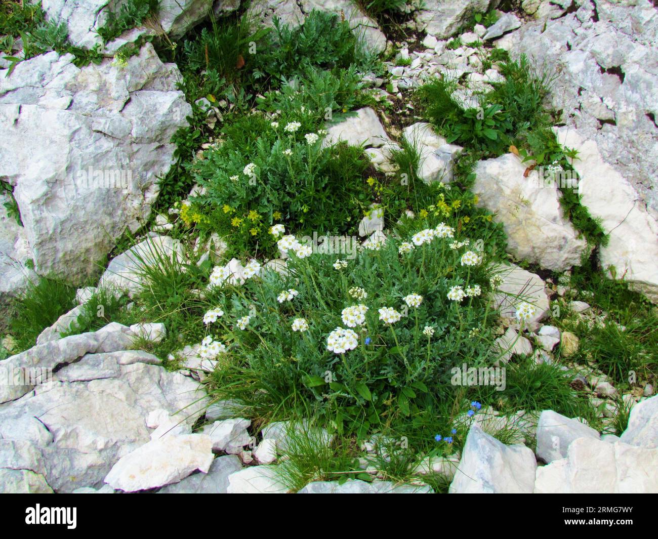 White blooming silvery yarrow (Achillea clavennae) flowers growing in rocky terrain Stock Photo
