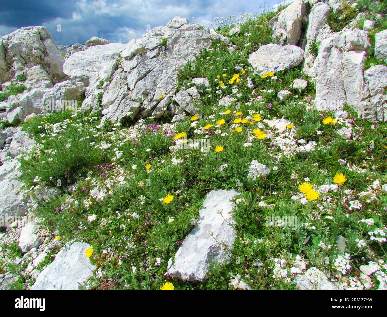 Alpine wild garden with white blooming silvery yarrow (Achillea clavennae) and yellow hawkbit (Leontodon pyrenaicus) at Prehodavci in Triglav national Stock Photo