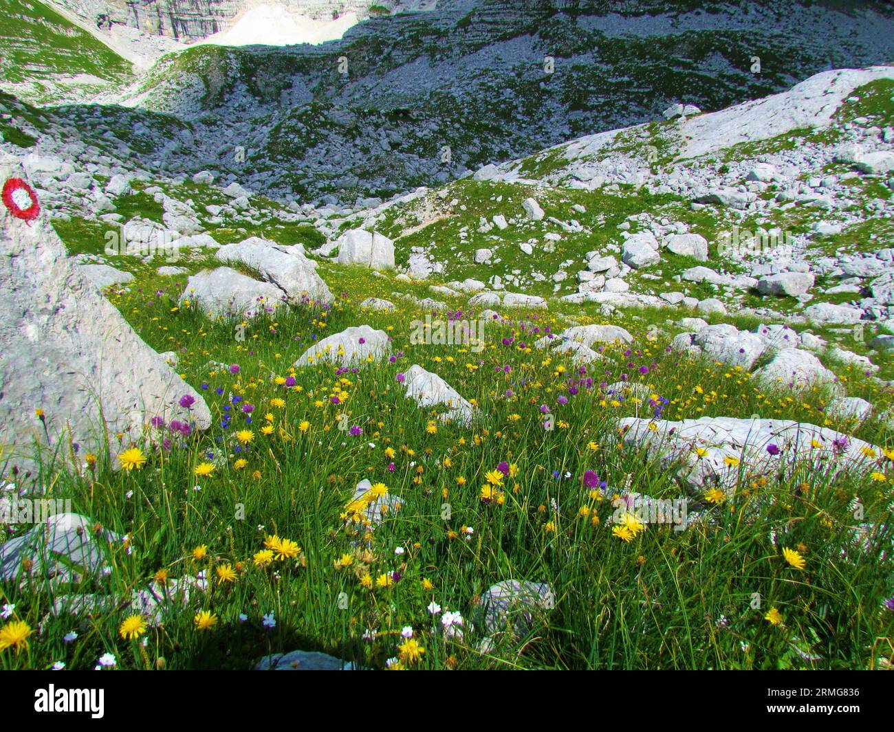 High alpine meadow at Prehodavci in Triglav national park and Julian alps in Gorenjska, Slovenia full of yellow hawkbit (Leontodon pyrenaicus) and pin Stock Photo