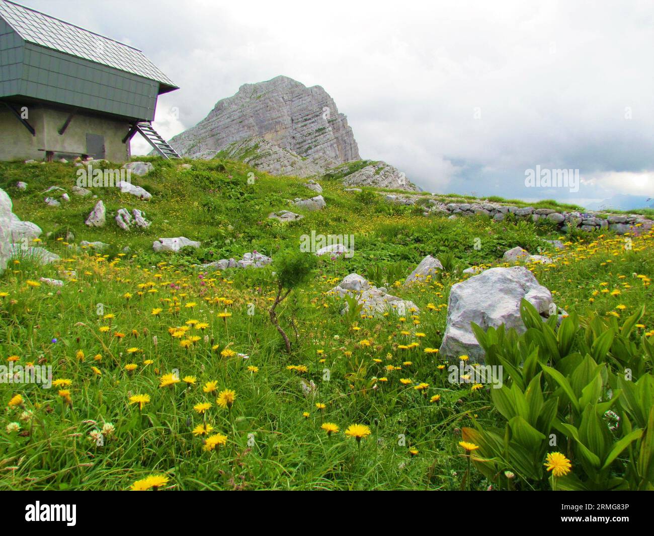 High alpine meadow at Prehodavci in Triglav national park and Julian alps, Slovenia full of yellow blooming hawkbit (Leontodon pyrenaicus) and a build Stock Photo