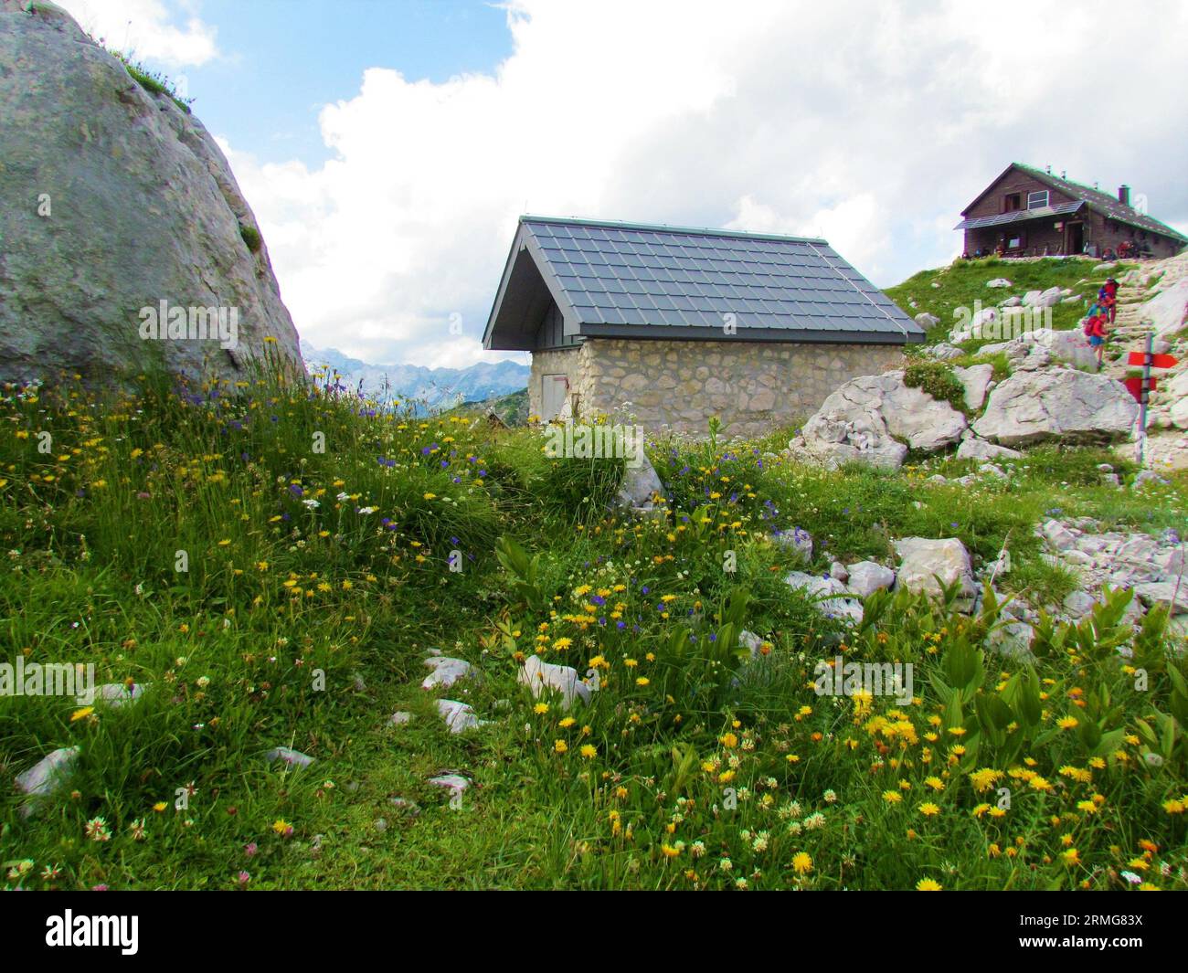 Mountain hut at Prehodavci in Triglav national park and Julian alps with yellow blooming hawkbit (Leontodon pyrenaicus) and blue earleaf bellflower (C Stock Photo