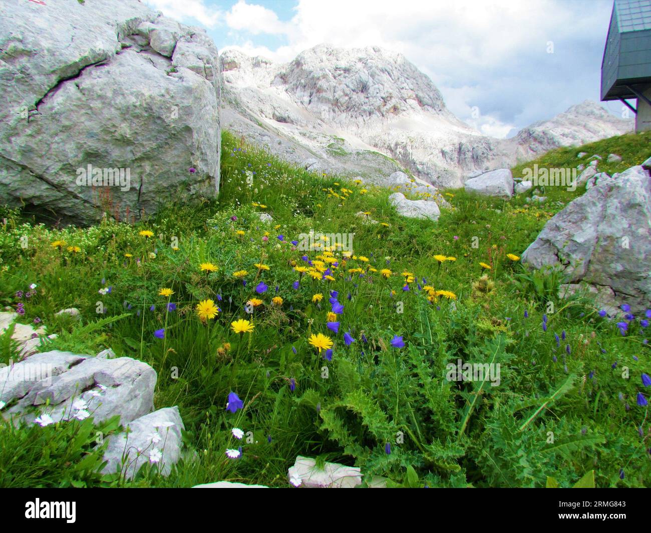 Alpine meadow at Prehodavci in Triglav national park and Julian in alps Slovenia with yellow hawkbit (Leontodon pyrenaicus) and blue earleaf bellflowe Stock Photo