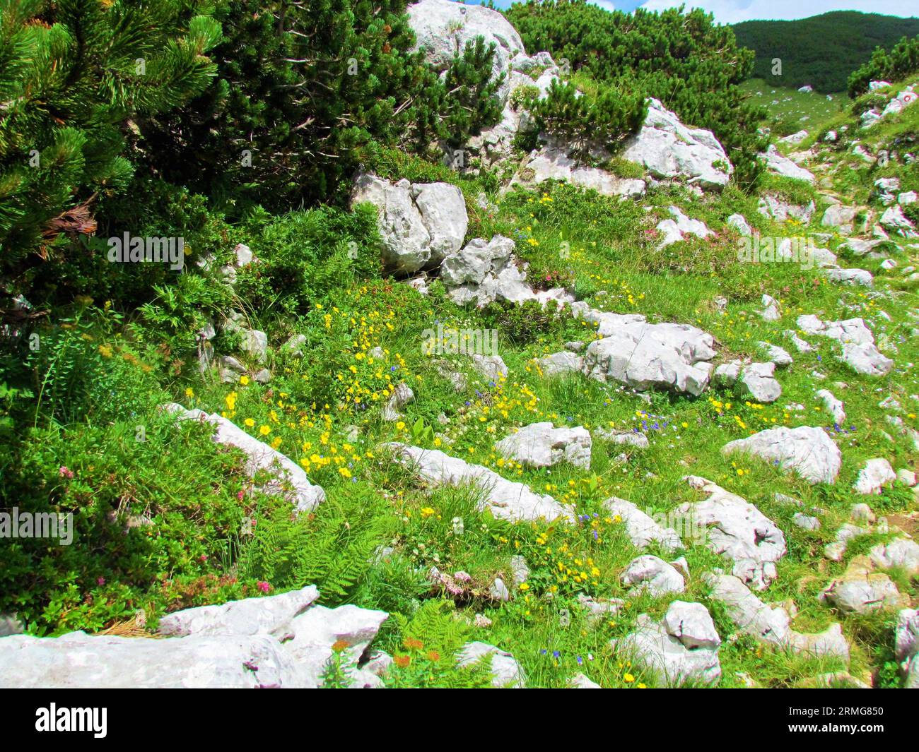 Beutiful garden of yellow blooming alpine rock rose (Helianthemum alpestre) growing on a rock filled alpine meadow in Kamnik savinja alps in Slovenia Stock Photo