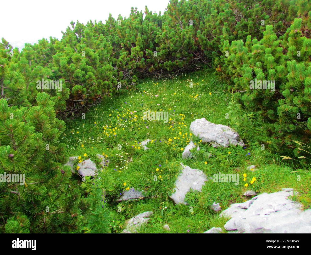 Meadow surrounded by creeping pine (Pinus mugo) with some rocks full of yellow blooming alpine rock rose (Helianthemum alpestre) Stock Photo