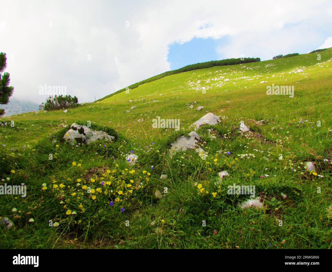Alpine meadow bellow the top of Kompotela mountain lit by sunlight in Kamnik-savinja alps in Gorenjska region of Slovenia and blooming alpine rock ros Stock Photo