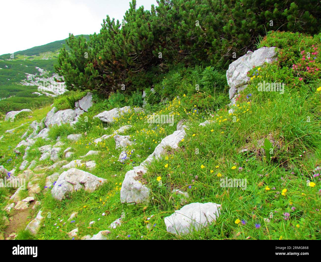 Rock covered alpine meadow full of yellow blooming alpine rock rose (Helianthemum alpestre) and other purple and white wildflowers in Kamnik-Savinja a Stock Photo