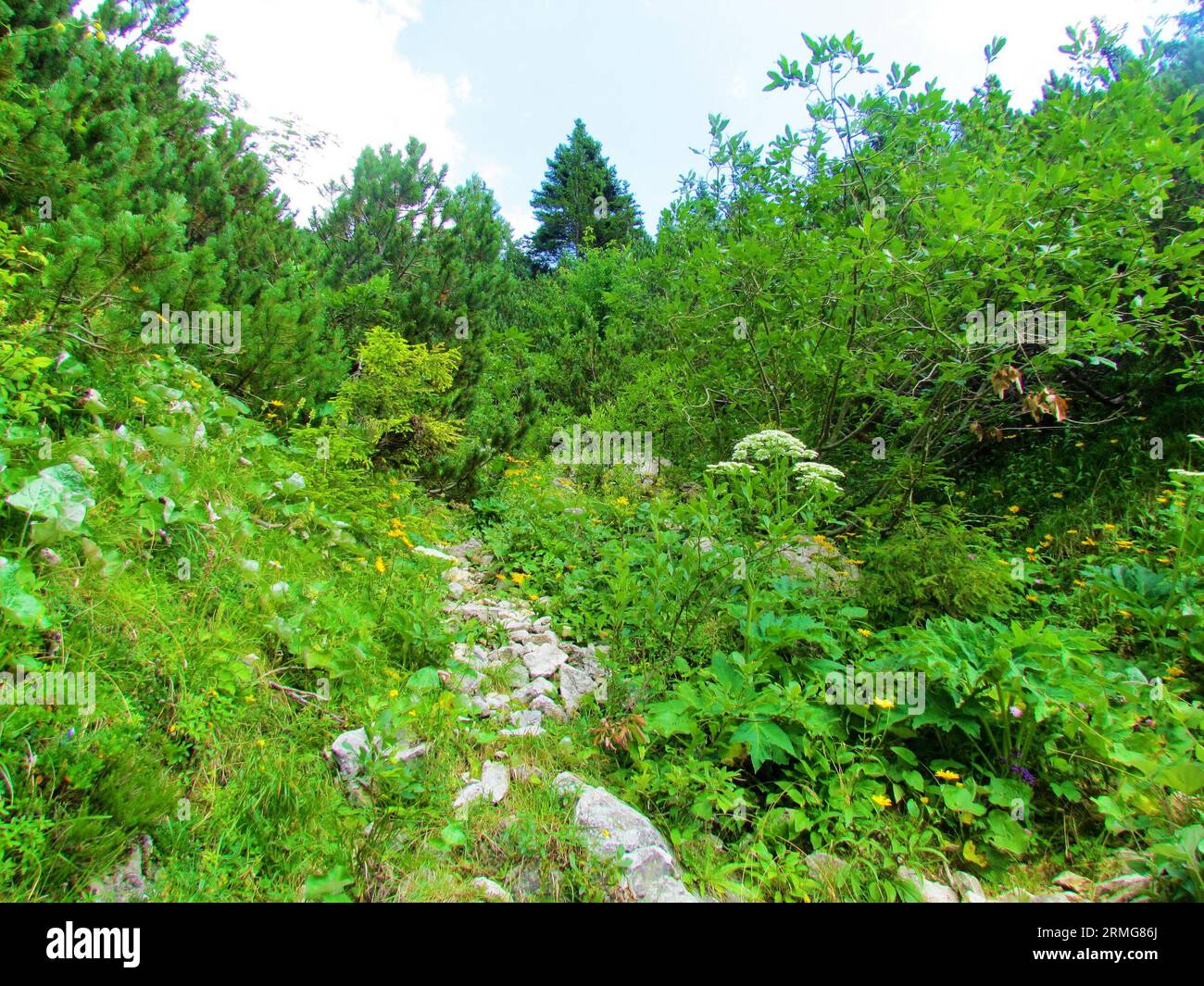 Small clearing with yellow blooming hawkbit (Leontodon pyrenaicus) and white flowering alpine hogweed plant in Slovenia Stock Photo