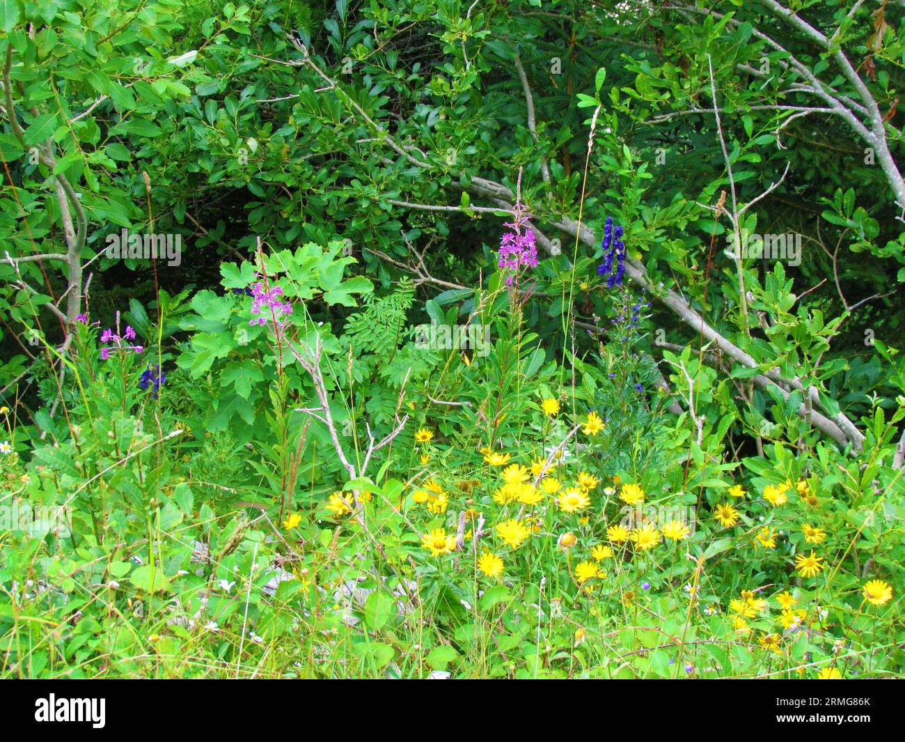Colorful wild garden growing with yellow blooming hawkbit (Leontodon pyrenaicus), blue wolfsbane or monk's-hood (Aconitum napellus) and pink fireweed Stock Photo