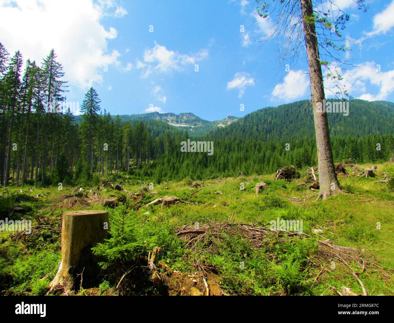 Scenic view of mountains Mrezce and Lipanski vrh above Lipanca pasture taken from a large clearcut in Pokljuka plateau in Triglav national park in Gor Stock Photo
