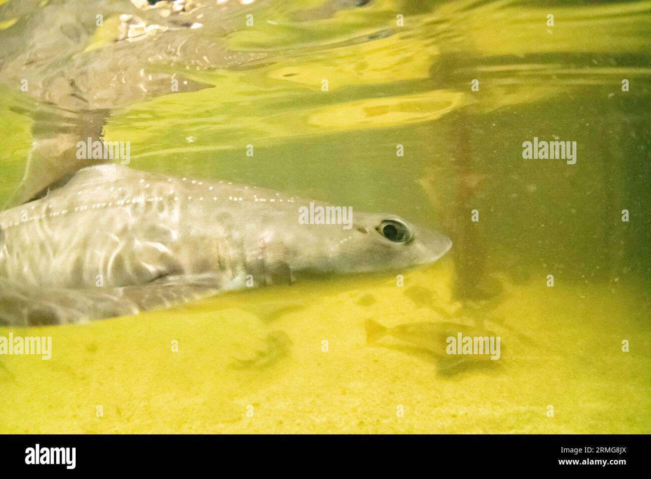 a small species of shark called a smoothound Stock Photo