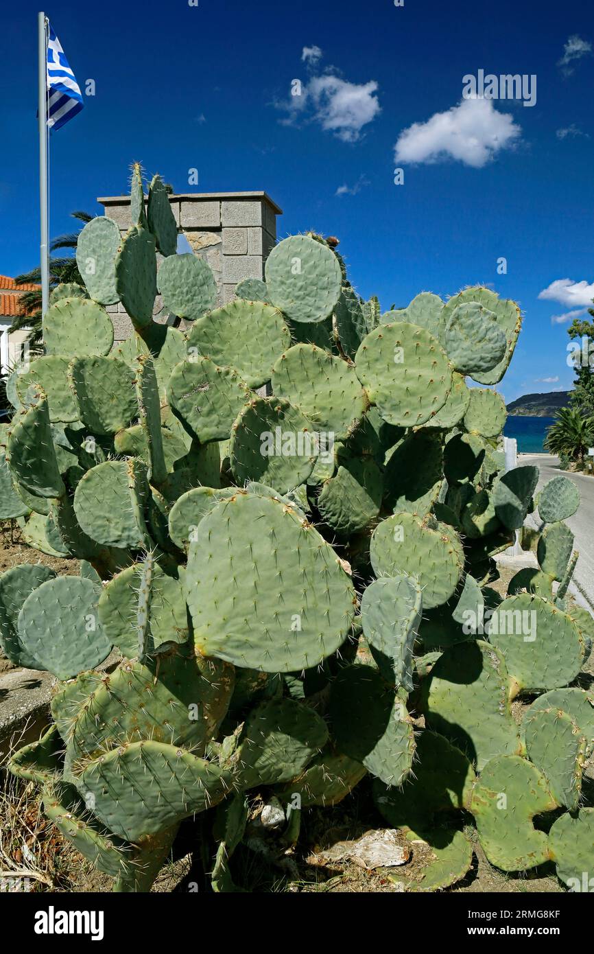Succulent plants at roadside hi-res stock photography and images - Alamy