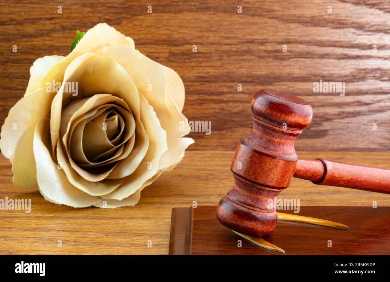 Beige rose on brown wood grain background placed with polished wooden gavel is feminine reflection of justice and judicial authority Stock Photo