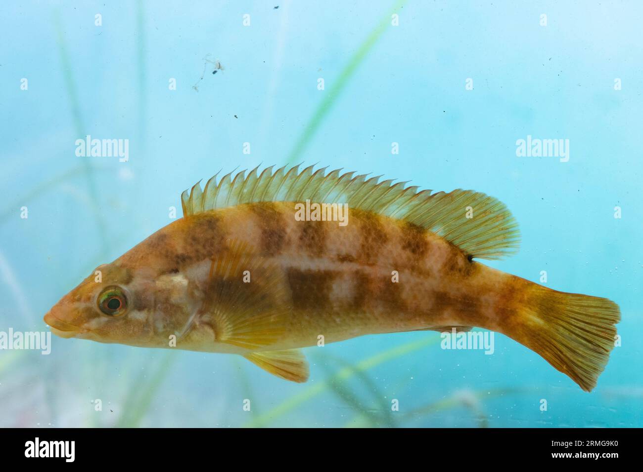 Ballan wrasse hi-res stock photography and images - Alamy