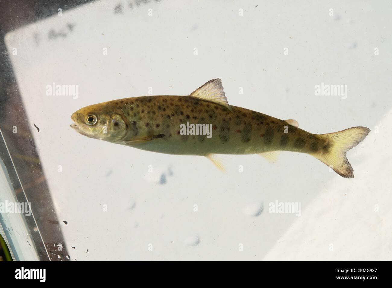 atlantic salmon parr on white backdrop Stock Photo Alamy