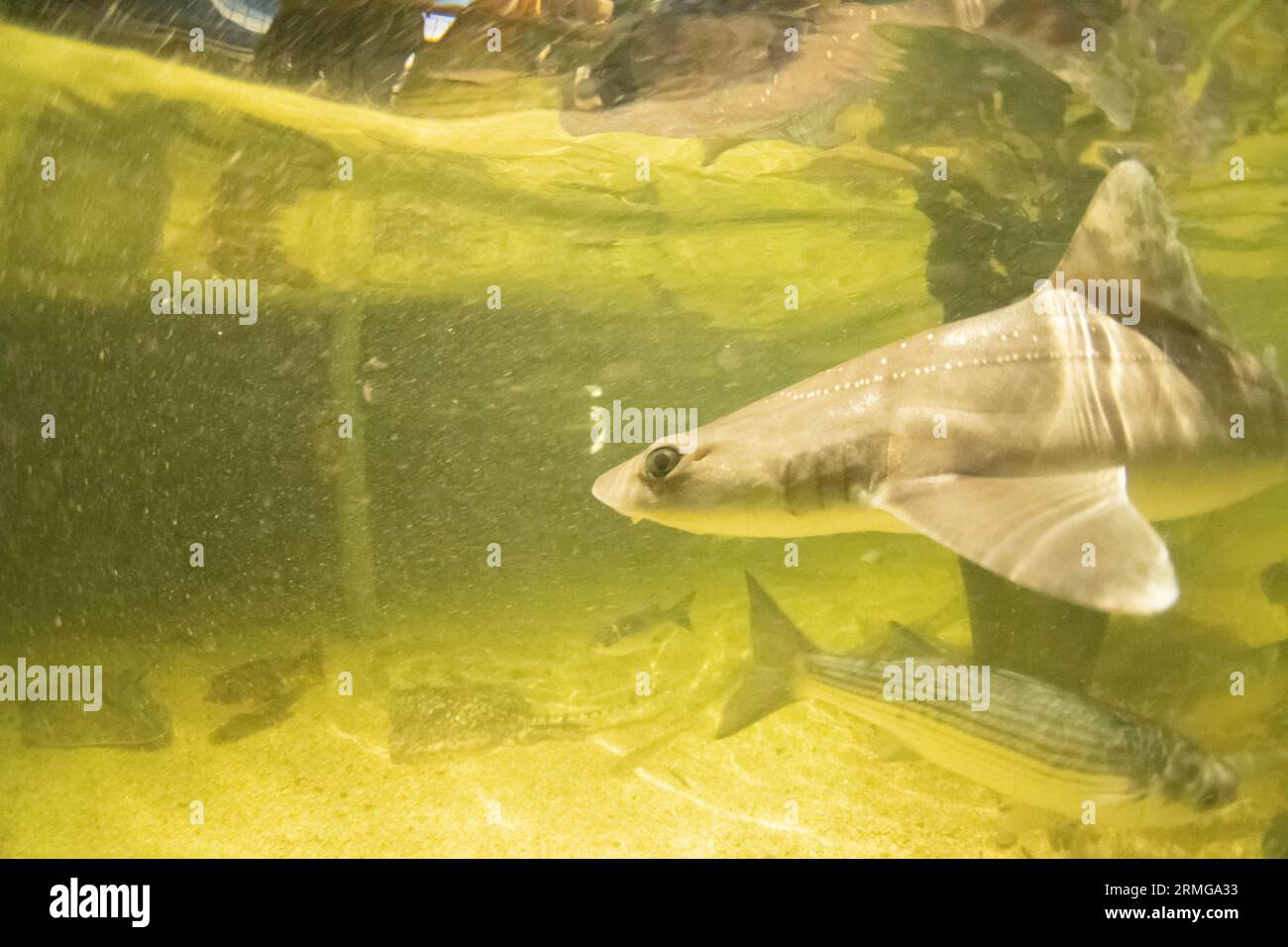 a small species of shark called a smoothound Stock Photo
