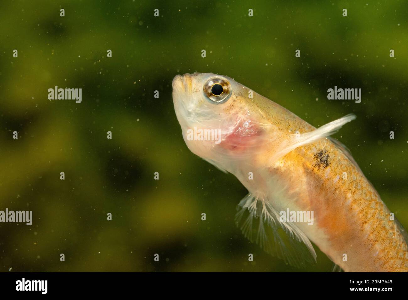 two spot goby Stock Photo