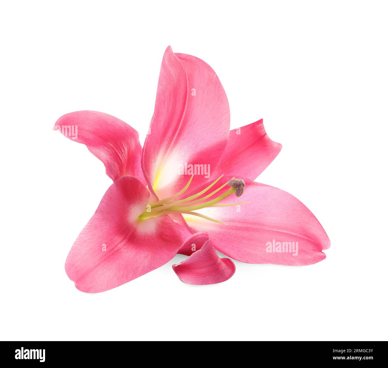 Beautiful pink lily flower hi-res stock photography and images - Alamy