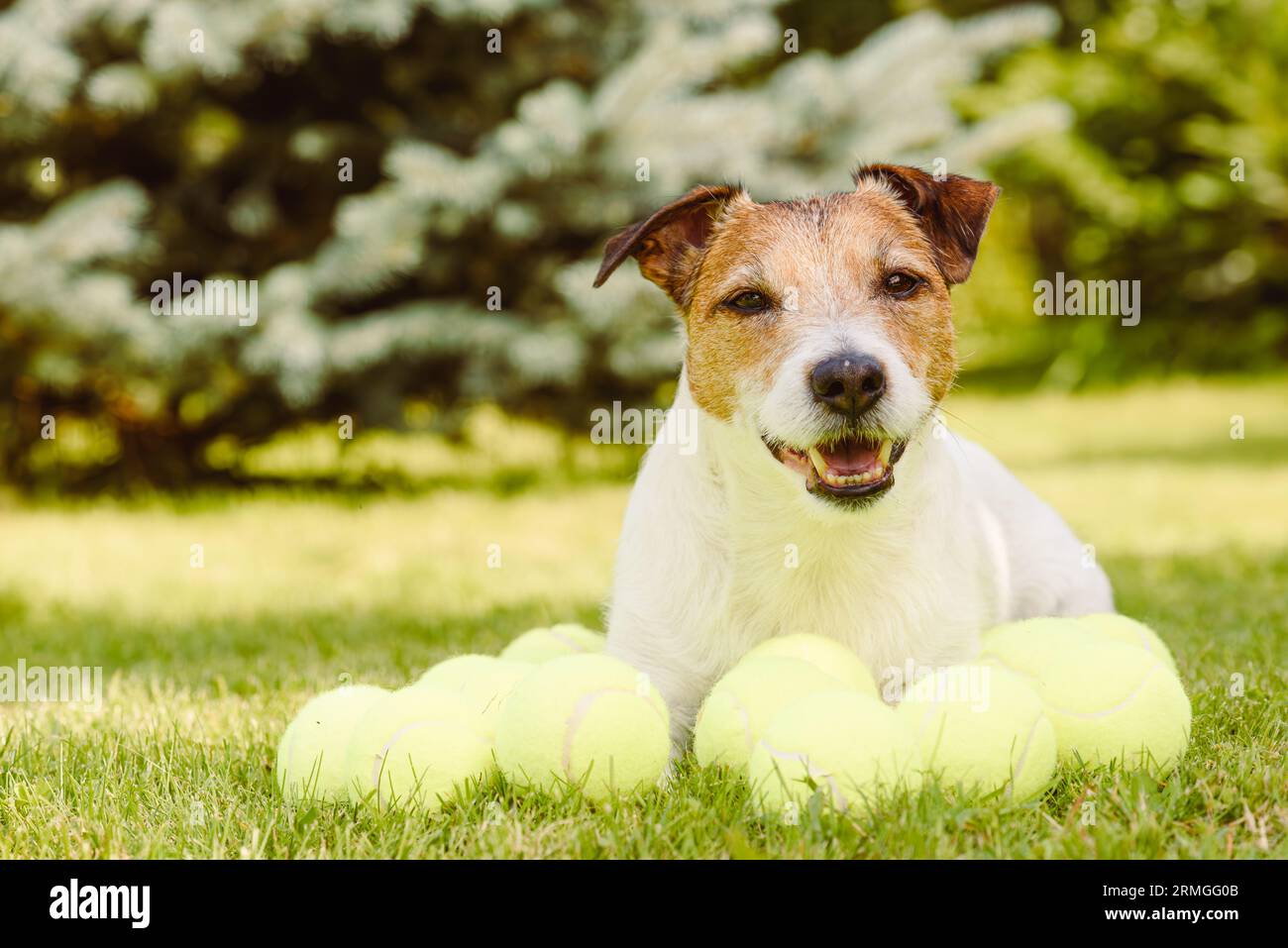 Dog obsessed with toy hi res stock photography and images Alamy