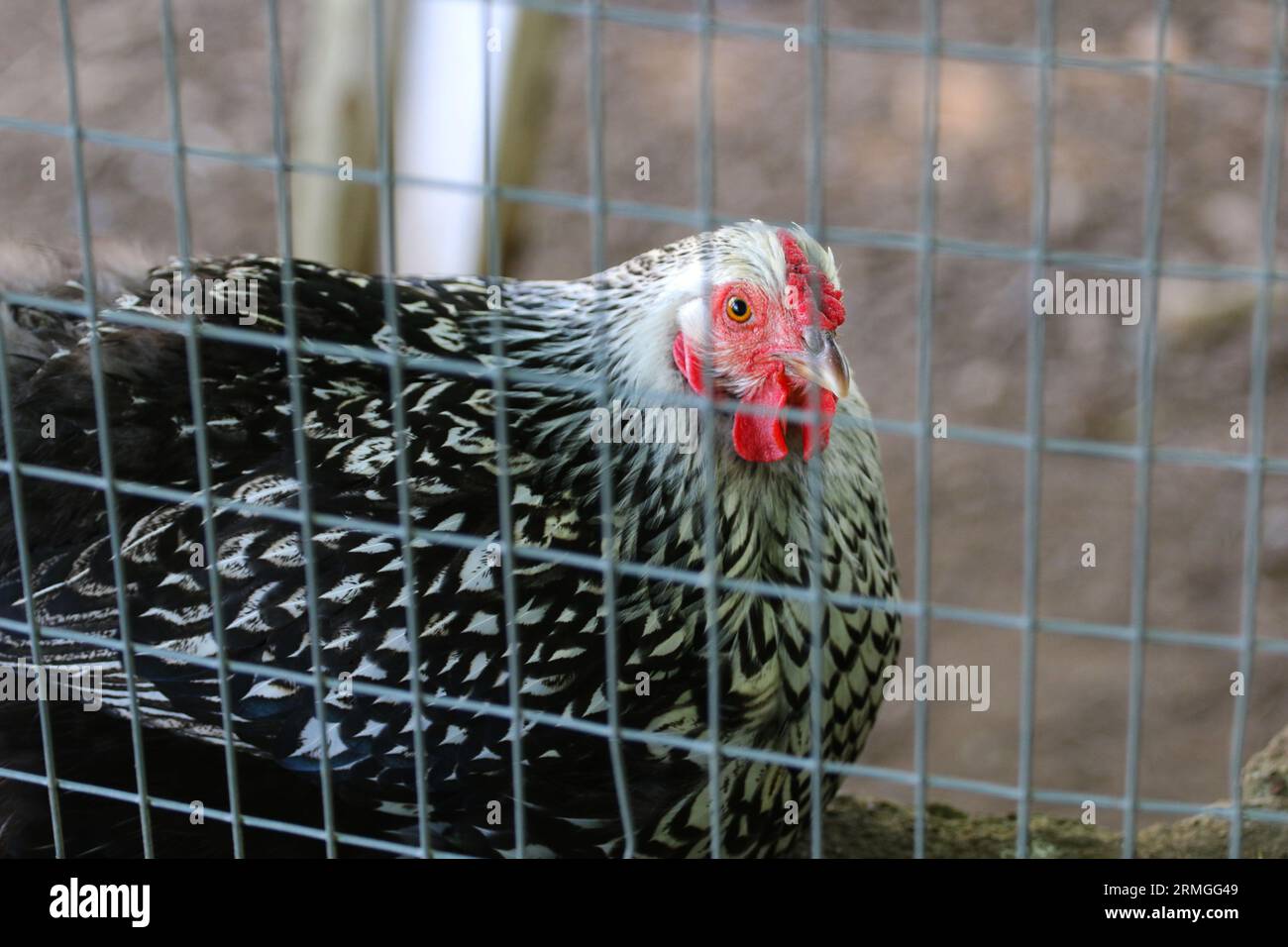 Medium close-up shot of a black laced silver wyandotte chicken peeking though a fence. Shallow depth of field Stock Photo