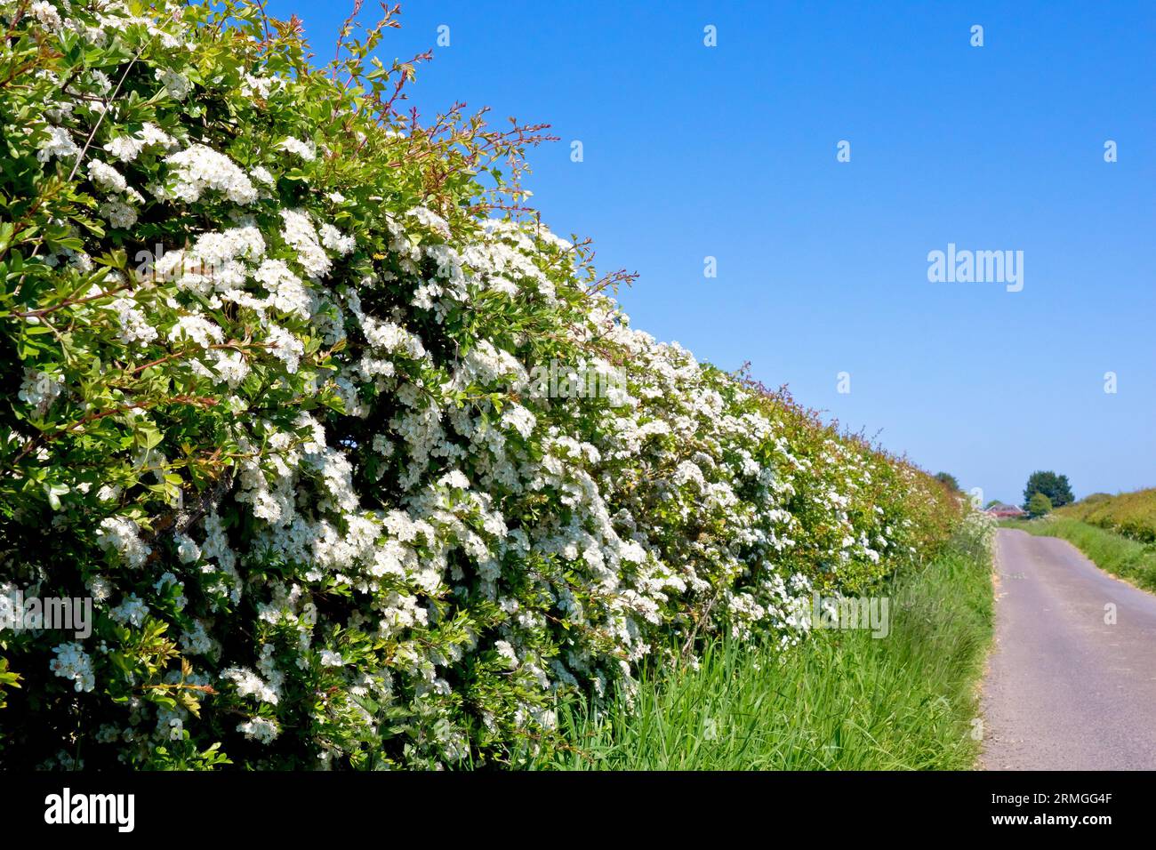 A hedgerow of Hawthorn, Whitethorn or May Tree (crataegus monogyna) in flower alongside a deserted country road or lane. Stock Photo