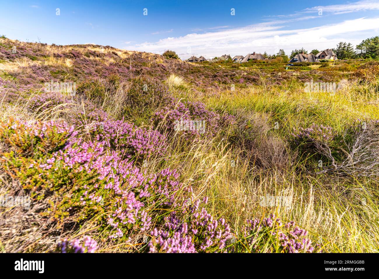 Blühende Heidelandschaft bei Kampen, Insel Sylt, Kreis Nordfriesland, Schleswig-Holstein, Deutschland, Europa  |  blooming heather landscape near Kamp Stock Photo