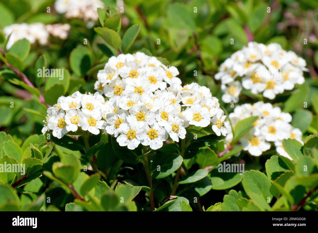Spiraea Nipponica, most likely Snowmound, possibly Halward's Silver, close up of the flowers of the popular shrub, widely planted in gardens and parks Stock Photo