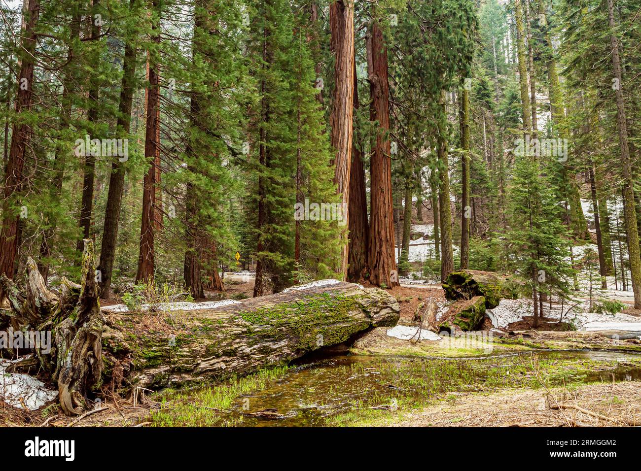 Trunk Of Sequoia Tree Surrounded By Green Ferns. Sequoia National Park ...