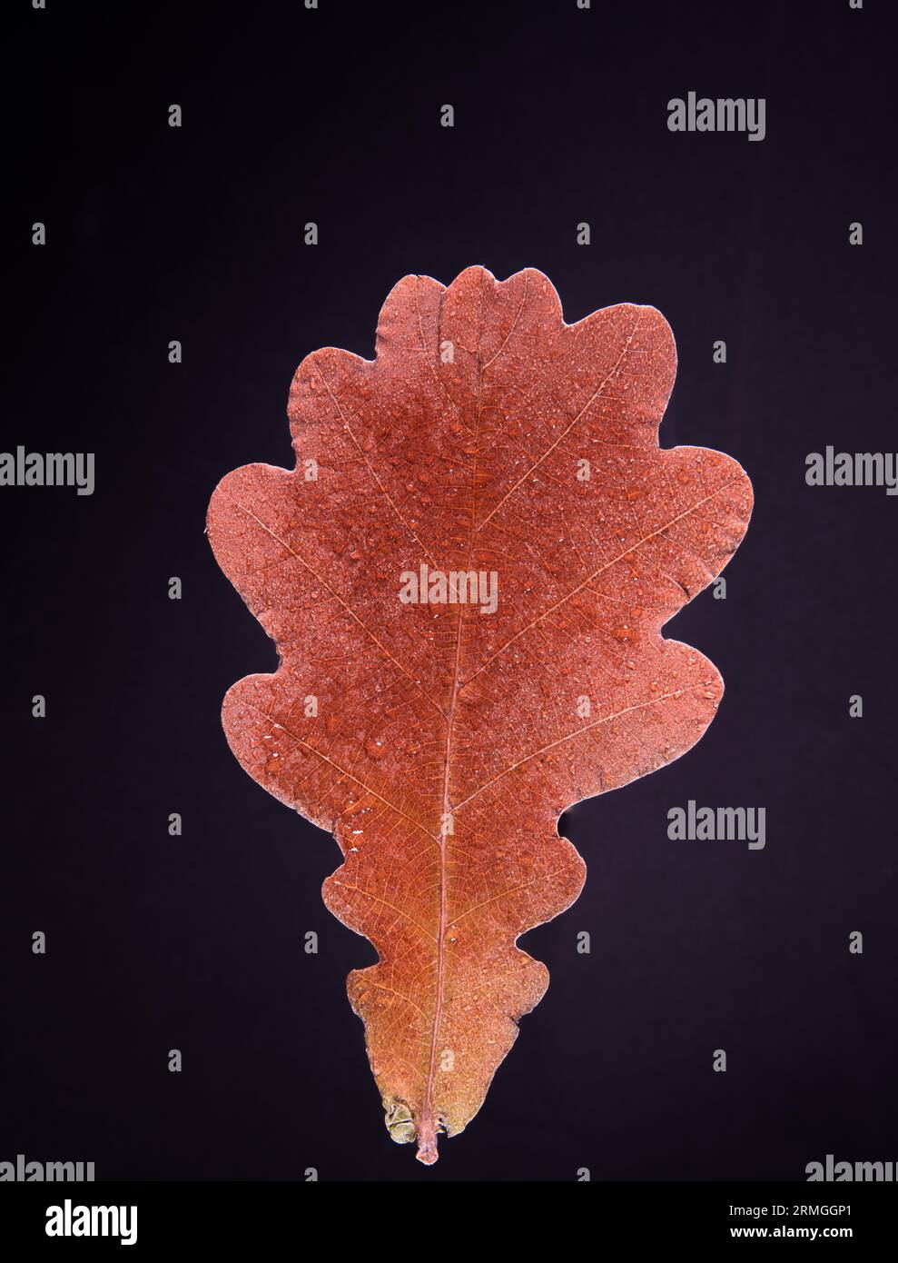 Black oak leaf hi-res stock photography and images - Alamy
