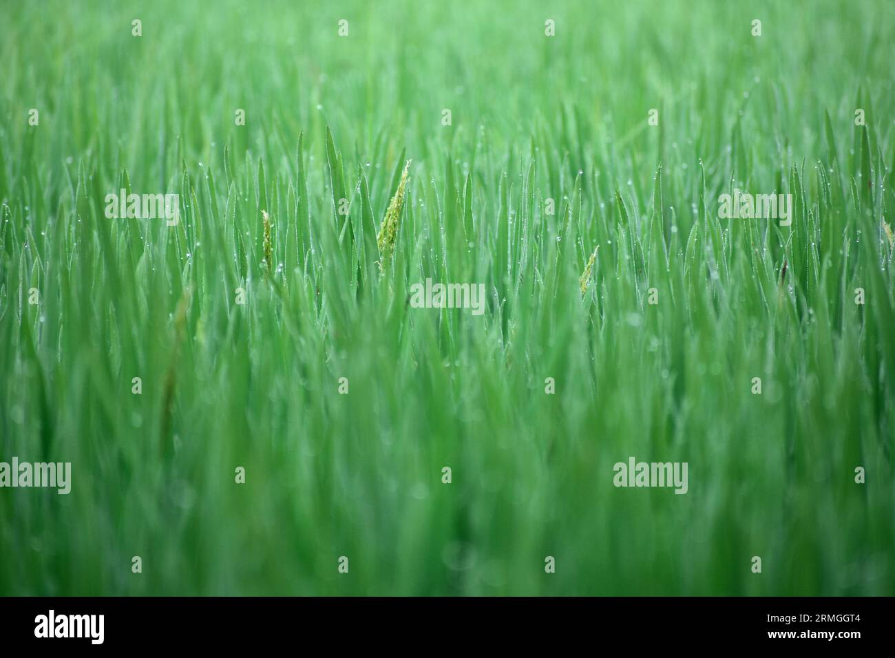 Green glitters in paddy rice filed in morning Stock Photo