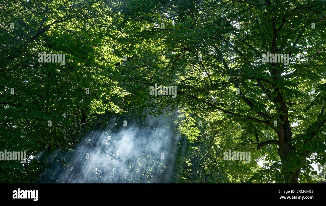 Smoke in the forest hi-res stock photography and images - Alamy