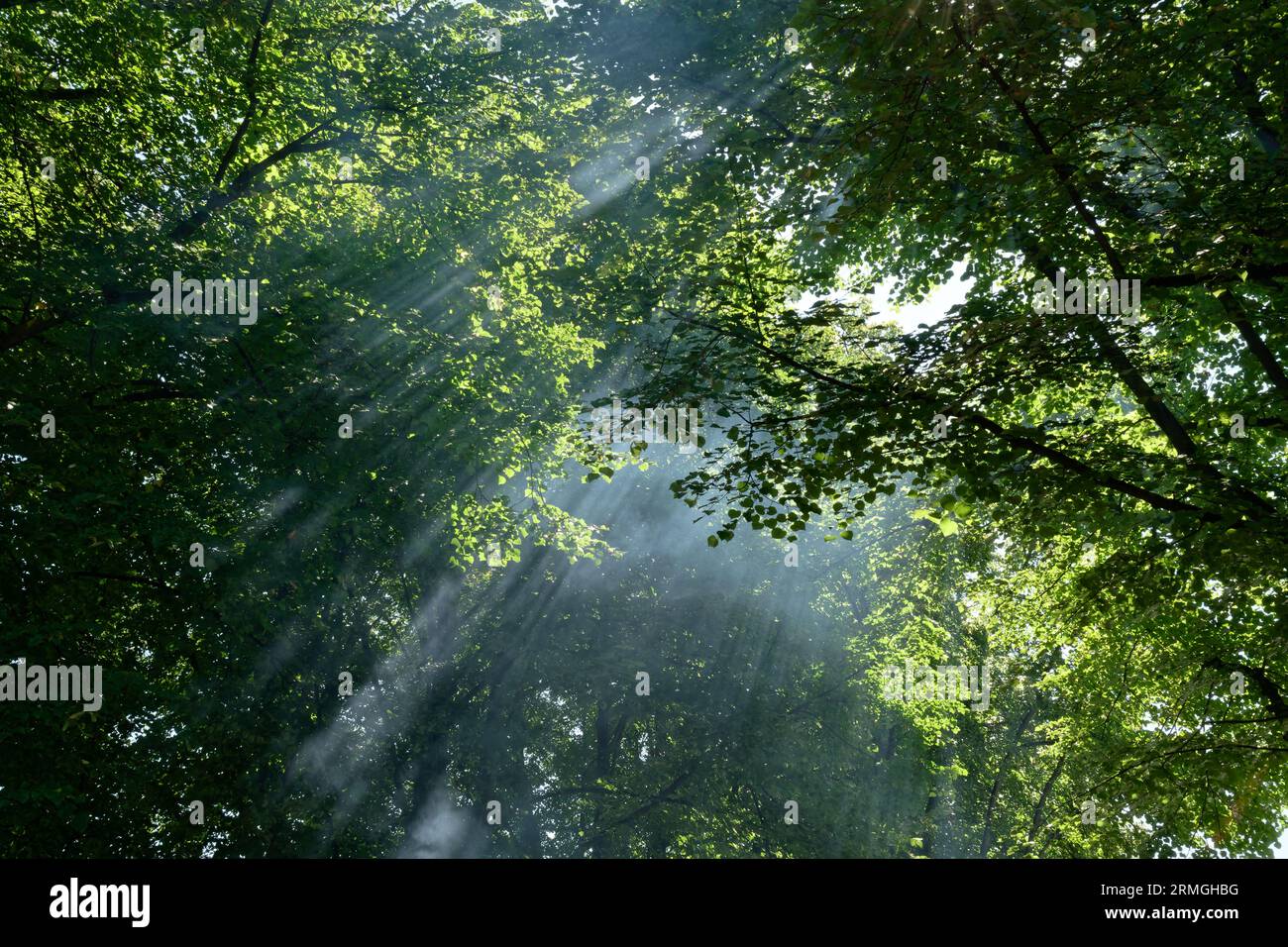 Smoke in the forest hi-res stock photography and images - Alamy