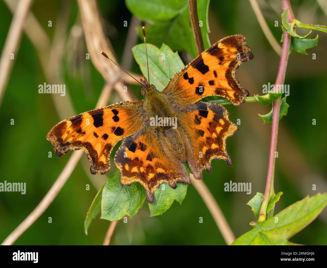 Comma Butterfly (Polygonia c-album), Leicestershire, England, UK. Stock Photo