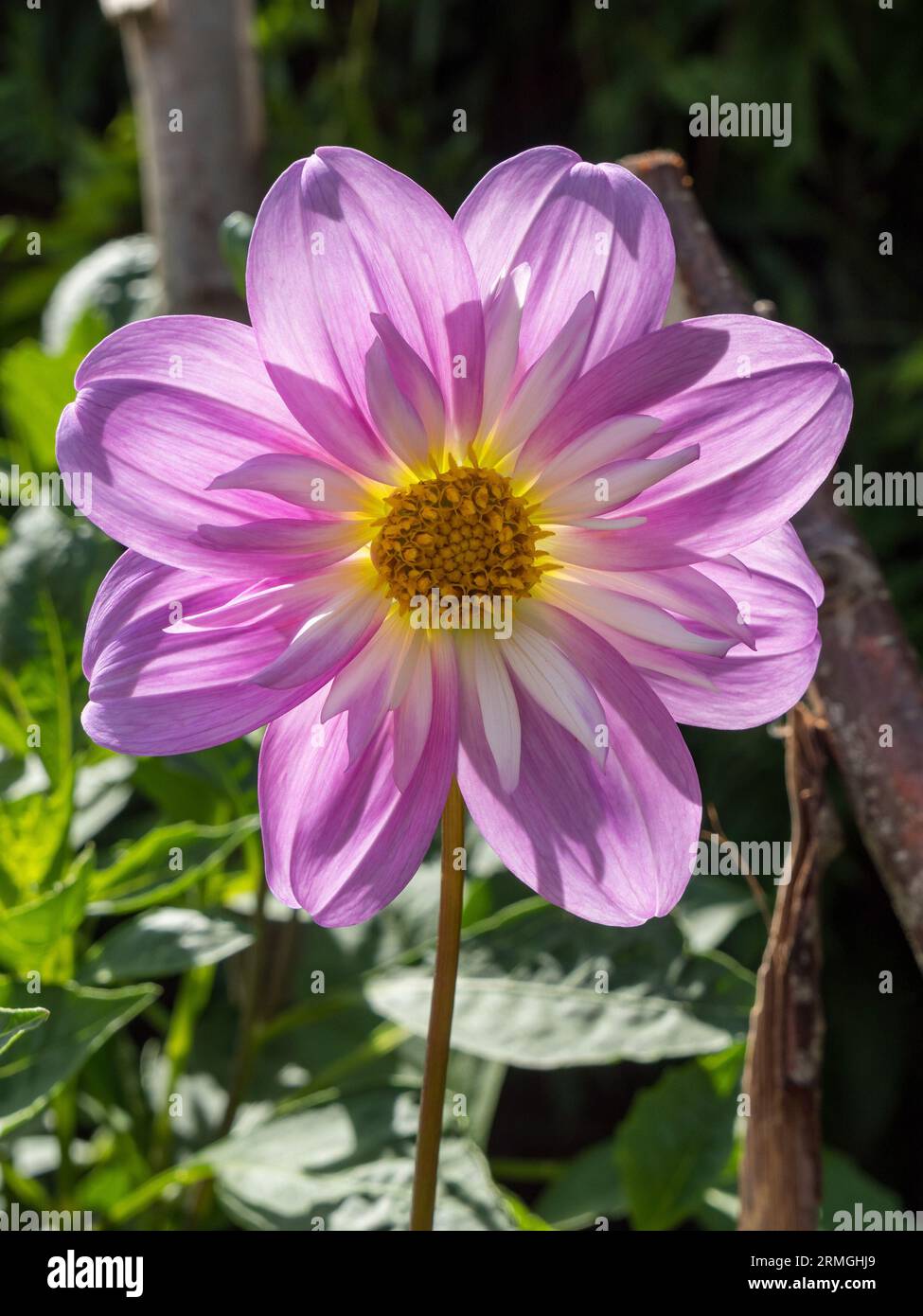 Single backlit Pink 'Pat and Perc' Dahlia flower with pink petals and a white collar, Derbyshire, England, UK Stock Photo