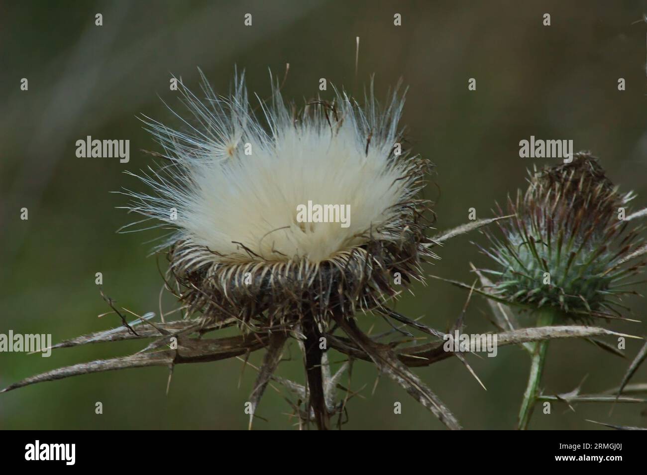 Milk thistle or silybum marianum  forming seeds after flowering in a summer meadow, Sofia, Bulgaria Stock Photo